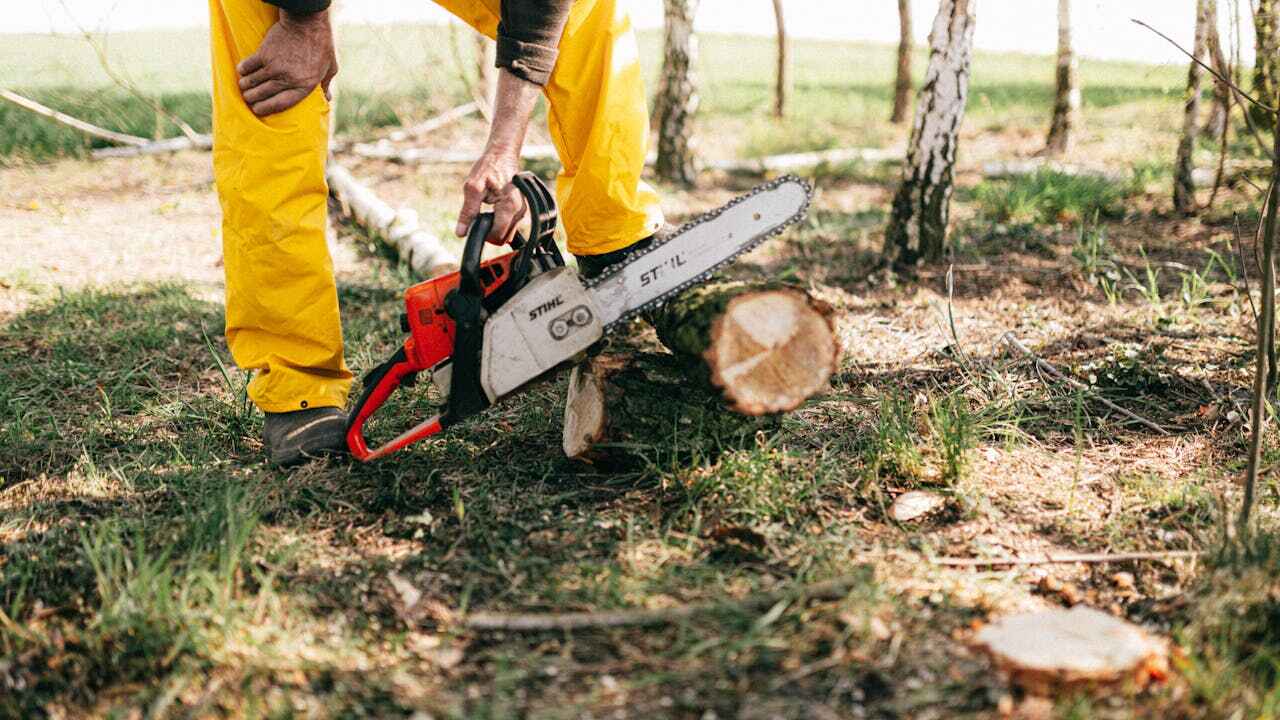 The Steps Involved in Our Tree Care Process in Superior, CO